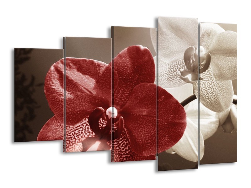Canvas schilderij Orchidee | Bruin, Wit, Grijs | 150x100cm 5Luik