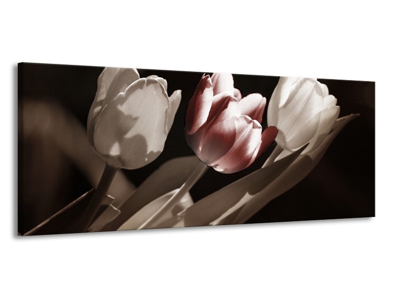 Canvas schilderij Tulp | Bruin, Grijs, Wit | 145x58cm 1Luik
