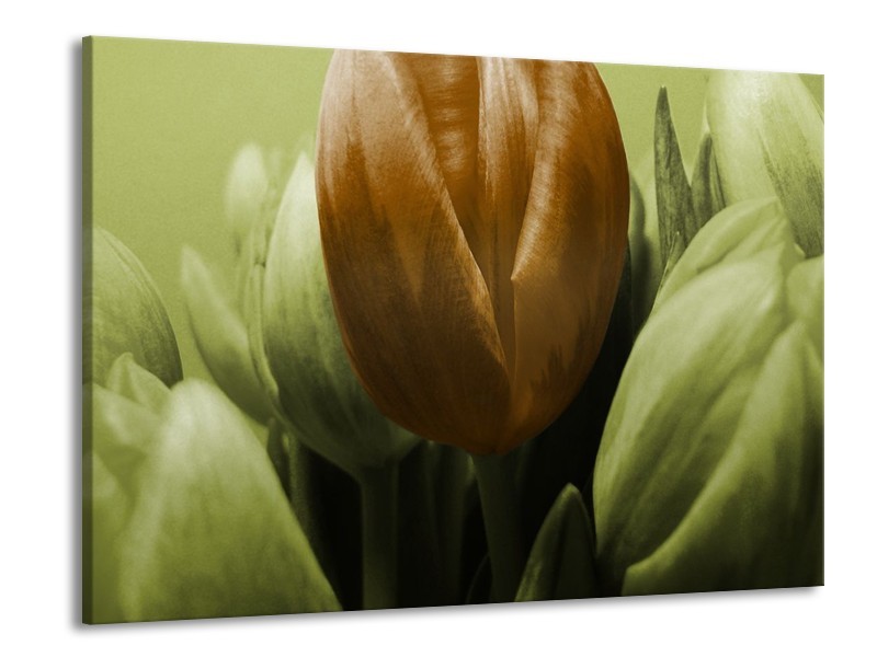 Canvas schilderij Tulp | Bruin, Groen | 100x70cm 1Luik