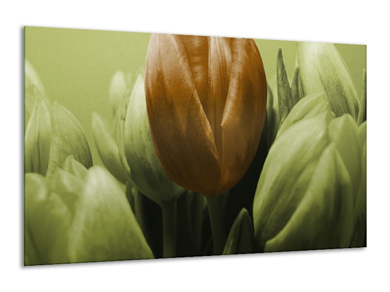 Canvas schilderij Tulp | Bruin, Groen | 120x70cm 1Luik