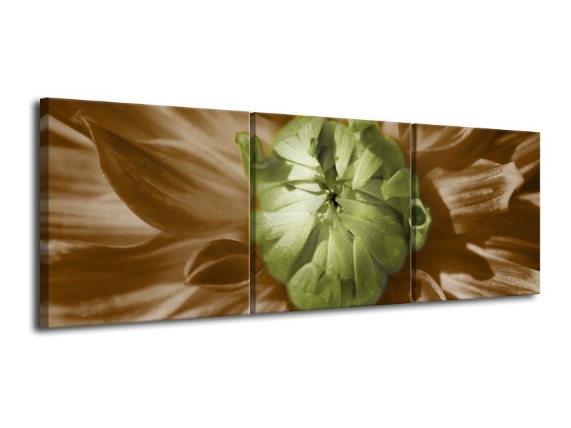 Canvas schilderij Bloem | Groen, Bruin, Wit | 120x40cm 3Luik