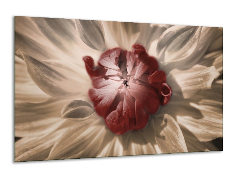 Canvas schilderij Bloem | Bruin, Wit, Grijs | 120x70cm 1Luik