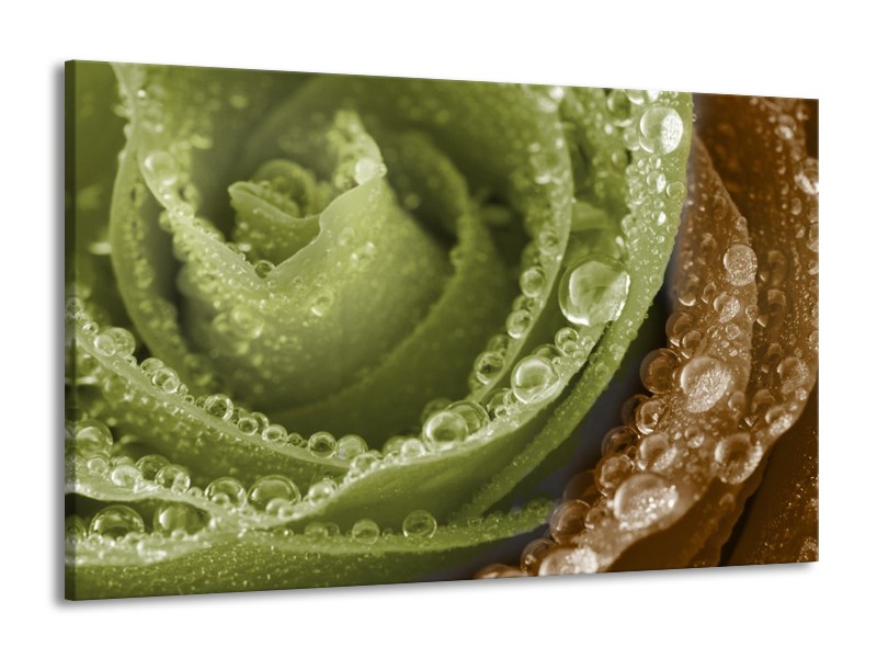 Canvas schilderij Roos | Bruin, Groen | 140x90cm 1Luik