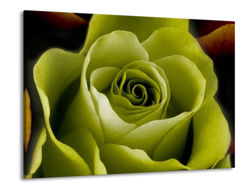 Canvas schilderij Roos | Groen, Wit, Zwart | 100x70cm 1Luik