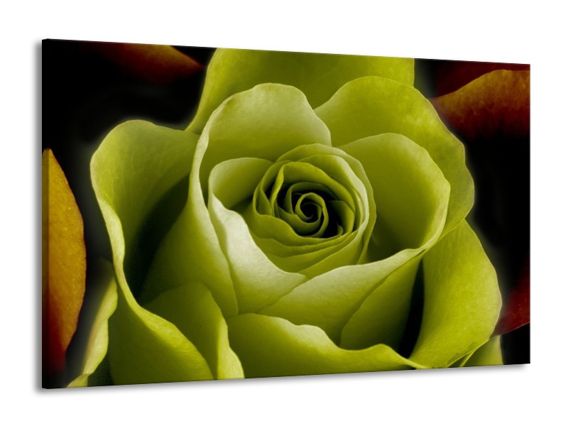 Canvas schilderij Roos | Groen, Wit, Zwart | 140x90cm 1Luik