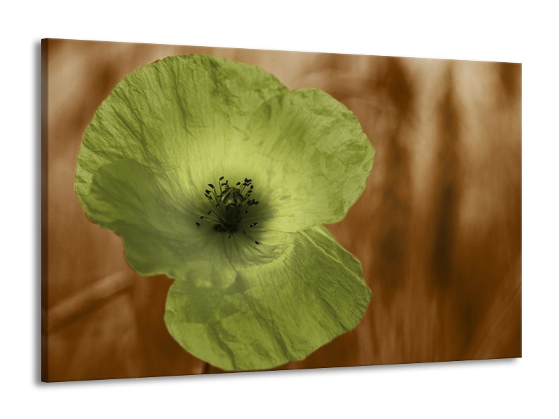 Canvas schilderij Klaproos | Bruin, Groen, Zwart | 140x90cm 1Luik