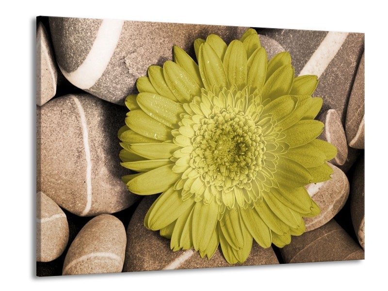 Canvas schilderij Bloem | Groen, Bruin, Wit | 100x70cm 1Luik