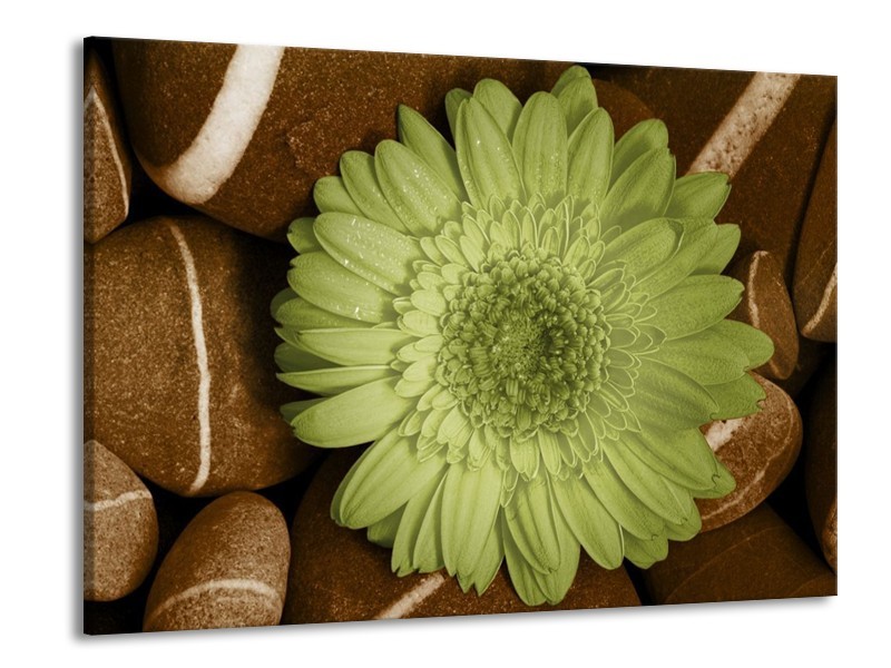 Canvas schilderij Bloem | Groen, Bruin, Wit | 100x70cm 1Luik