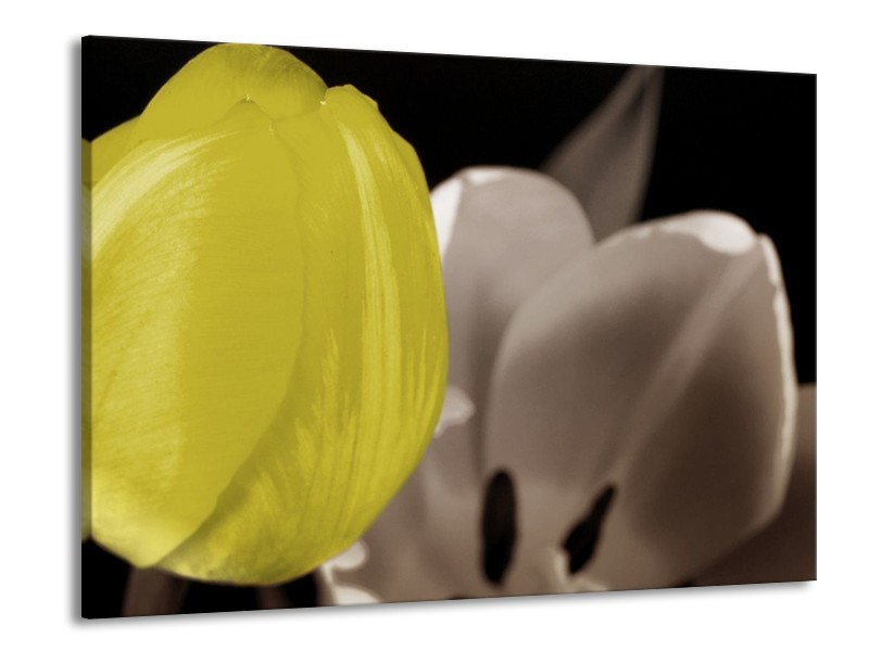 Glas schilderij Tulp | Geel, Grijs, Zwart | 100x70cm 1Luik