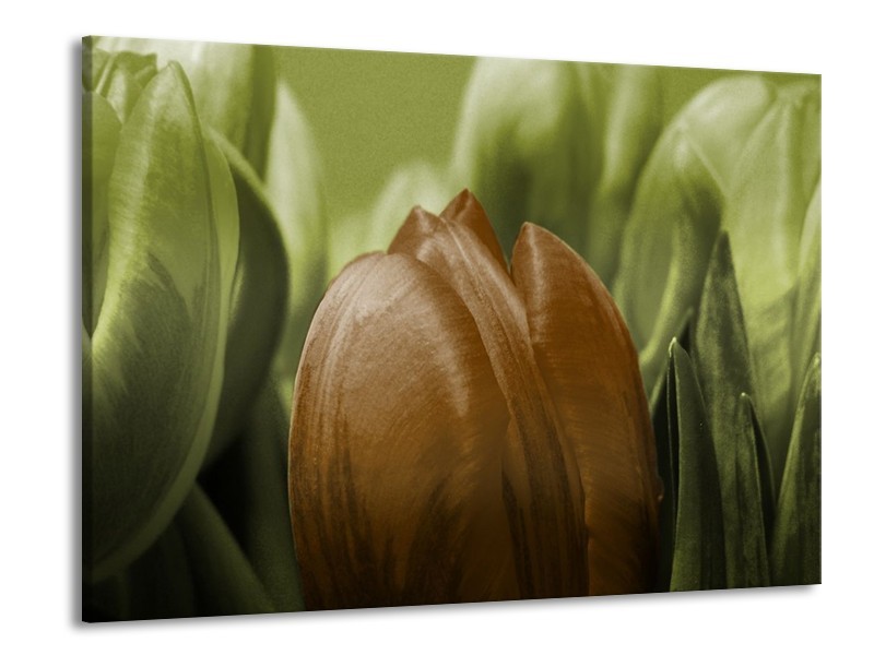 Canvas schilderij Tulp | Groen, Bruin, Zwart | 100x70cm 1Luik
