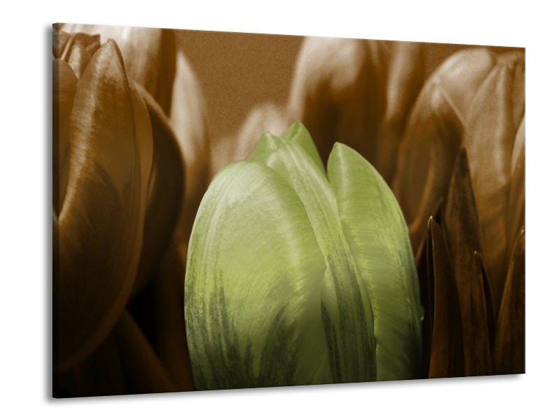 Canvas schilderij Tulp | Groen, Bruin, Zwart | 100x70cm 1Luik