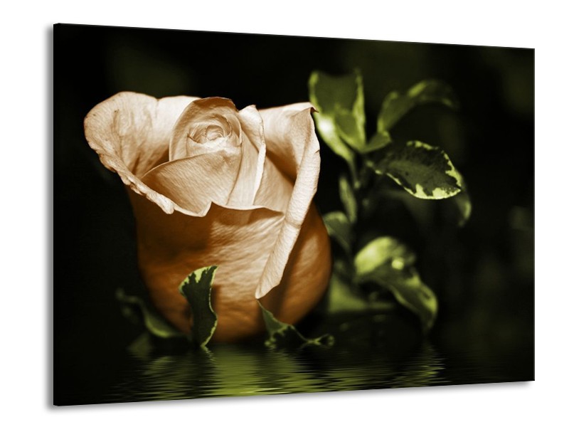 Canvas schilderij Bloem | Wit, Bruin, Groen | 100x70cm 1Luik