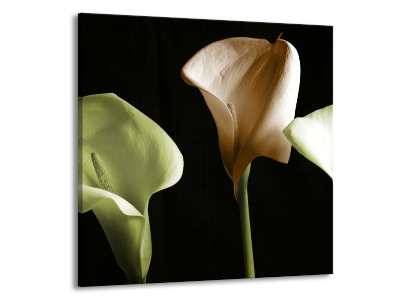 Glas schilderij Bloem | Groen, Bruin, Zwart | 50x50cm 1Luik