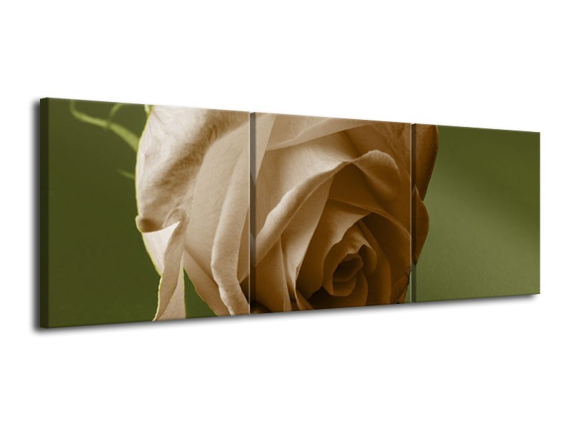 Canvas schilderij Roos | Bruin, Wit, Grijs | 120x40cm 3Luik
