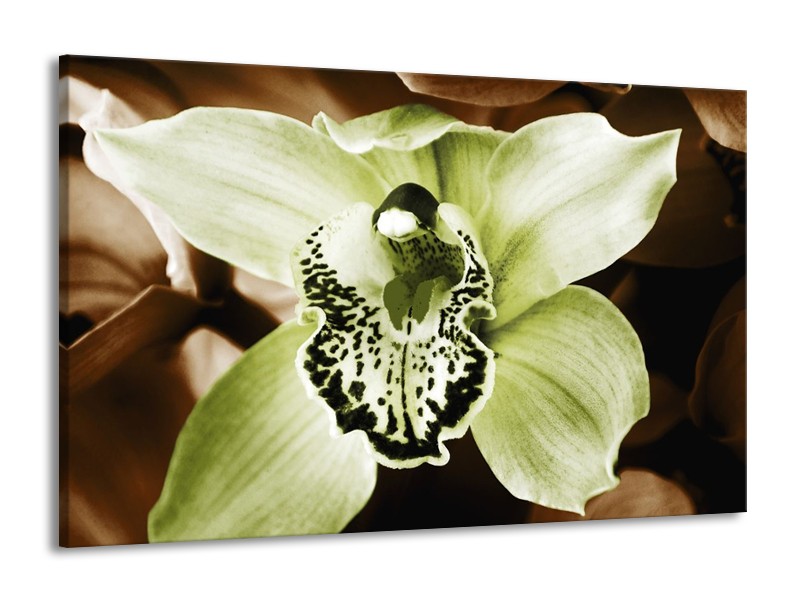 Canvas schilderij Iris | Groen, Bruin, Wit | 140x90cm 1Luik