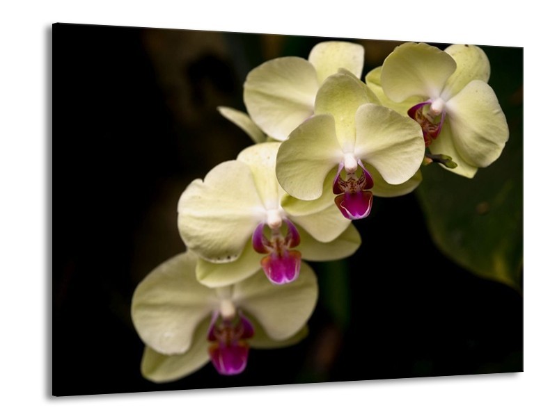 Canvas schilderij Orchidee | Geel, Paars, Zwart | 100x70cm 1Luik