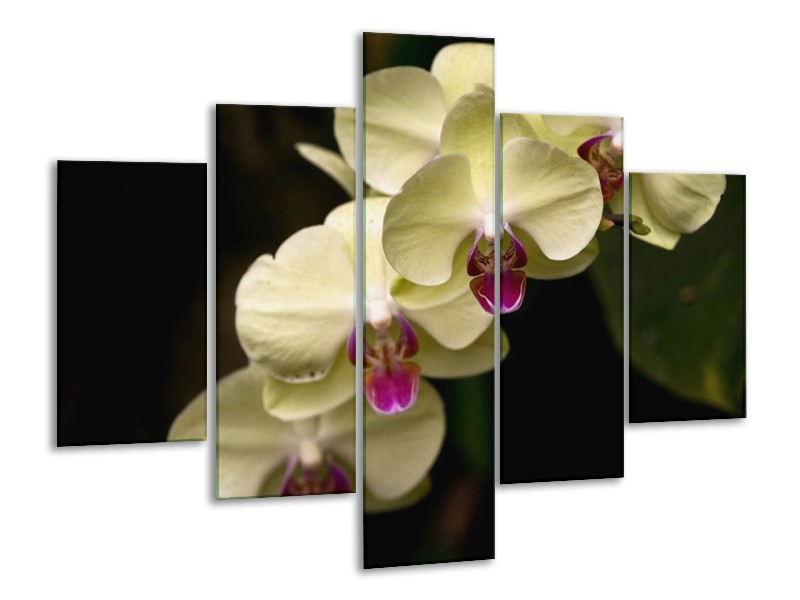Canvas schilderij Orchidee | Geel, Paars, Zwart | 100x70cm 5Luik