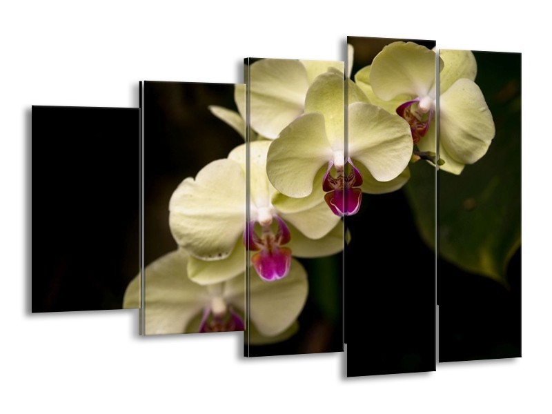 Canvas schilderij Orchidee | Geel, Paars, Zwart | 150x100cm 5Luik