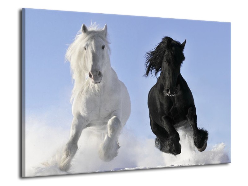 Canvas schilderij Paarden | Wit, Zwart, Blauw | 70x50cm 1Luik