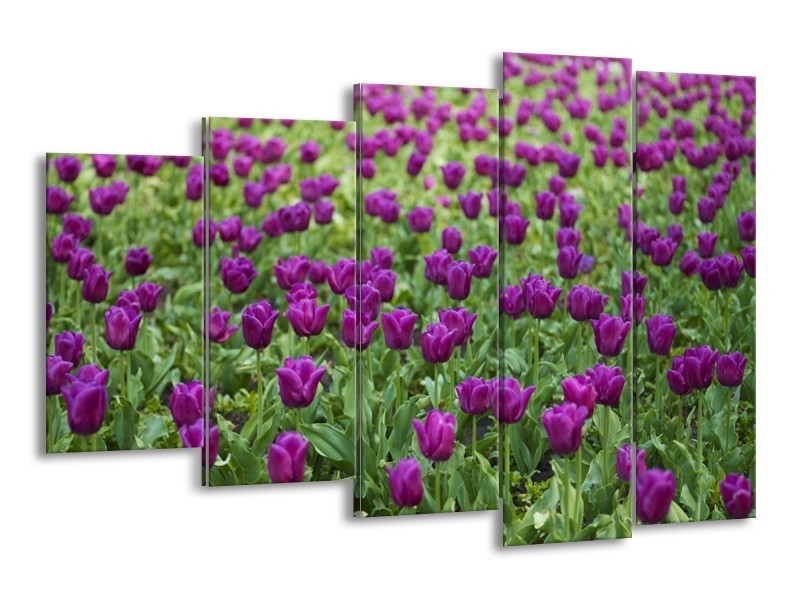 Canvas schilderij Tulpen | Paars, Groen | 150x100cm 5Luik
