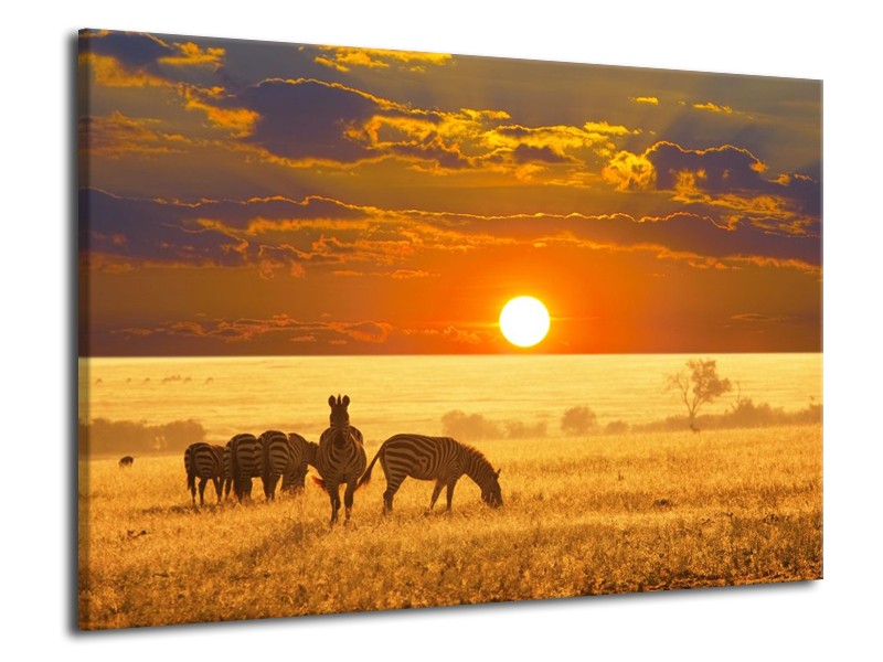 Canvas schilderij Zebra | Geel, Oranje, Wit | 70x50cm 1Luik