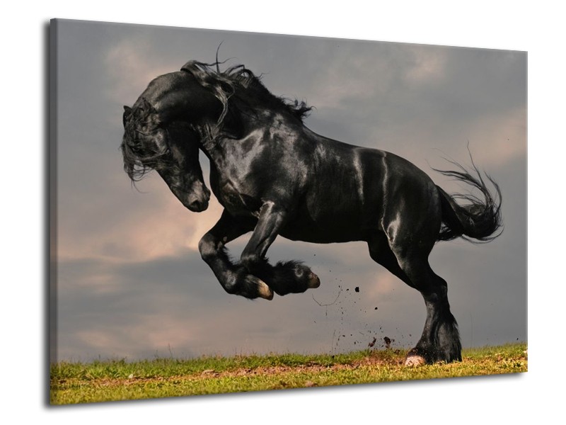 Canvas schilderij Paarden | Zwart, Wit, Grijs | 70x50cm 1Luik