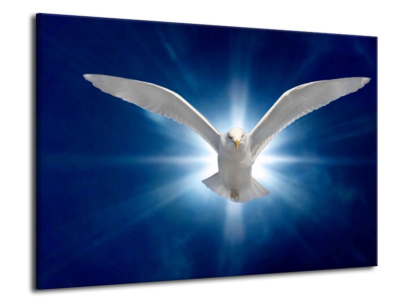 Canvas schilderij Vogel | Wit, Blauw | 70x50cm 1Luik
