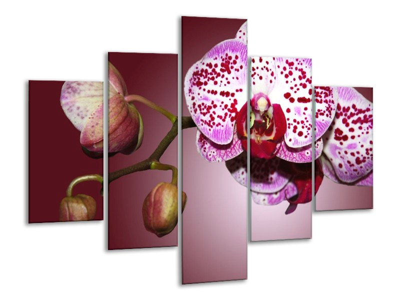 Canvas schilderij Orchidee | Paars, Wit | 100x70cm 5Luik