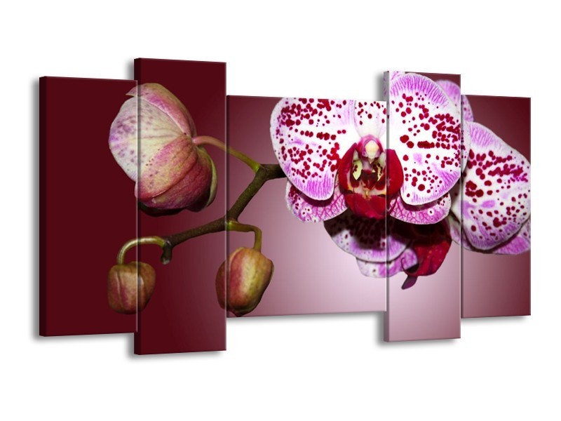Canvas schilderij Orchidee | Paars, Wit | 120x65 5Luik