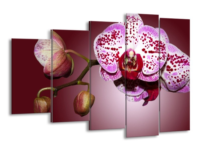 Canvas schilderij Orchidee | Paars, Wit | 150x100cm 5Luik