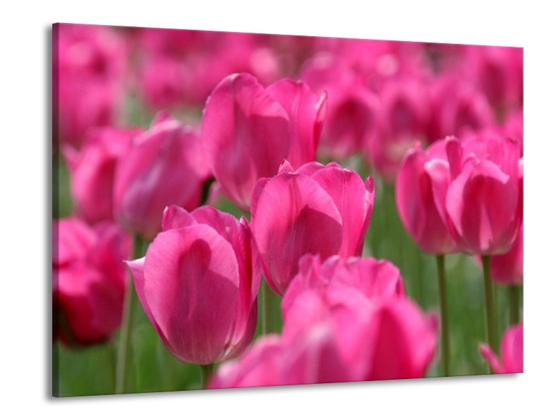 Canvas schilderij Tulp | Roze, Groen | 100x70cm 1Luik