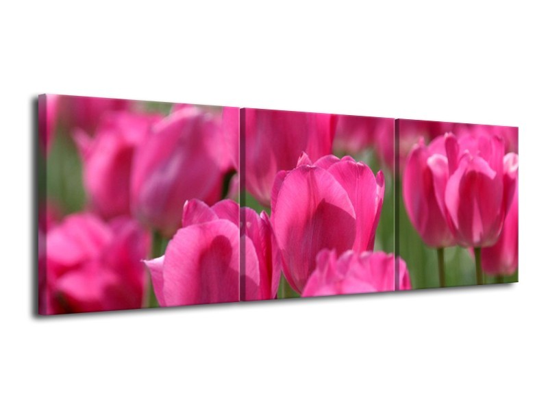 Canvas schilderij Tulp | Roze, Groen | 120x40cm 3Luik