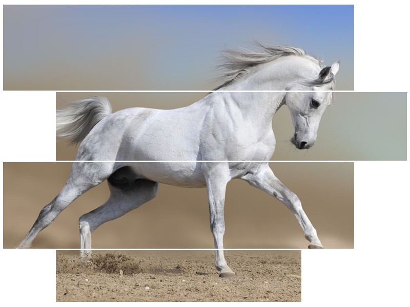 Canvas schilderij Paard | Wit, Grijs | 115x85cm 4Luik