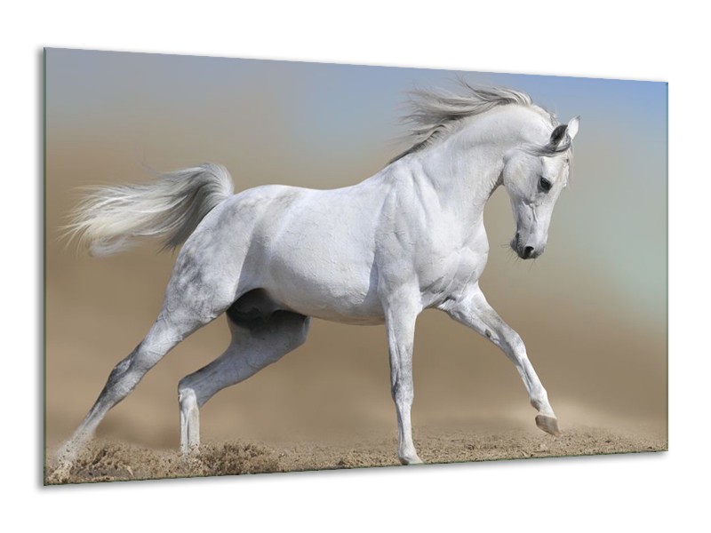 Glas schilderij Paard | Wit, Grijs | 120x70cm 1Luik