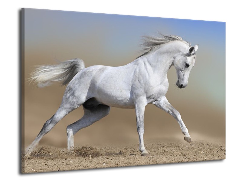 Canvas schilderij Paard | Wit, Grijs | 70x50cm 1Luik