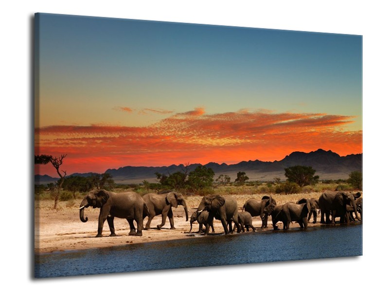 Canvas schilderij Olifant | Oranje, Grijs, Blauw | 70x50cm 1Luik