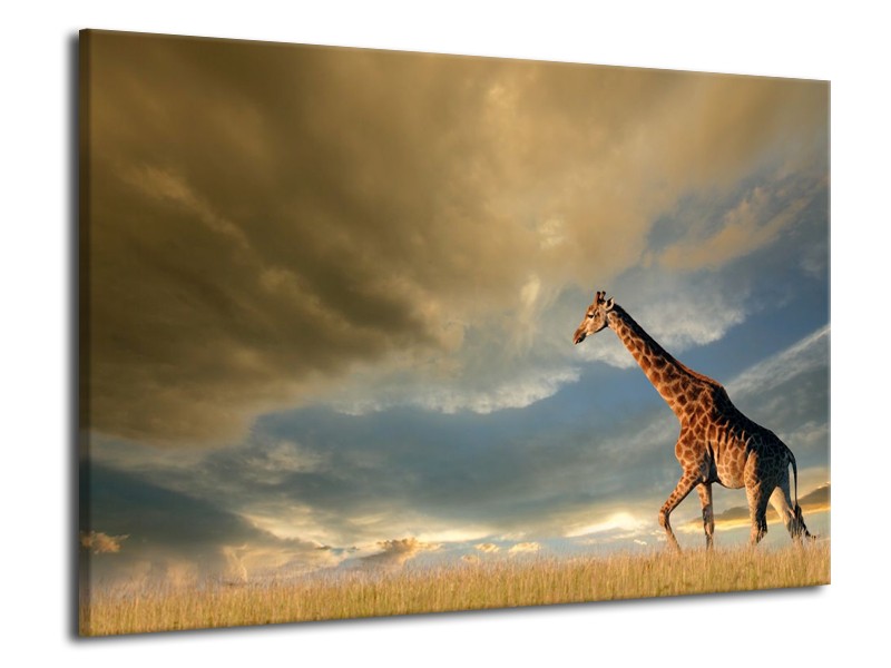 Canvas schilderij Giraffe | Bruin, Grijs, Blauw | 70x50cm 1Luik