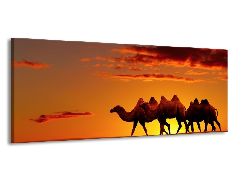 Canvas schilderij Kameel | Oranje, Bruin, Geel | 145x58cm 1Luik