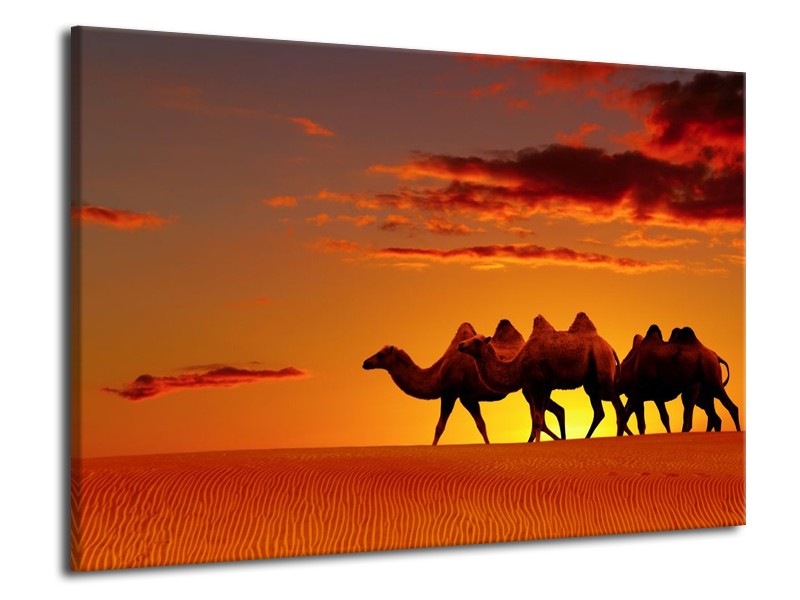 Canvas schilderij Kameel | Oranje, Bruin, Geel | 70x50cm 1Luik