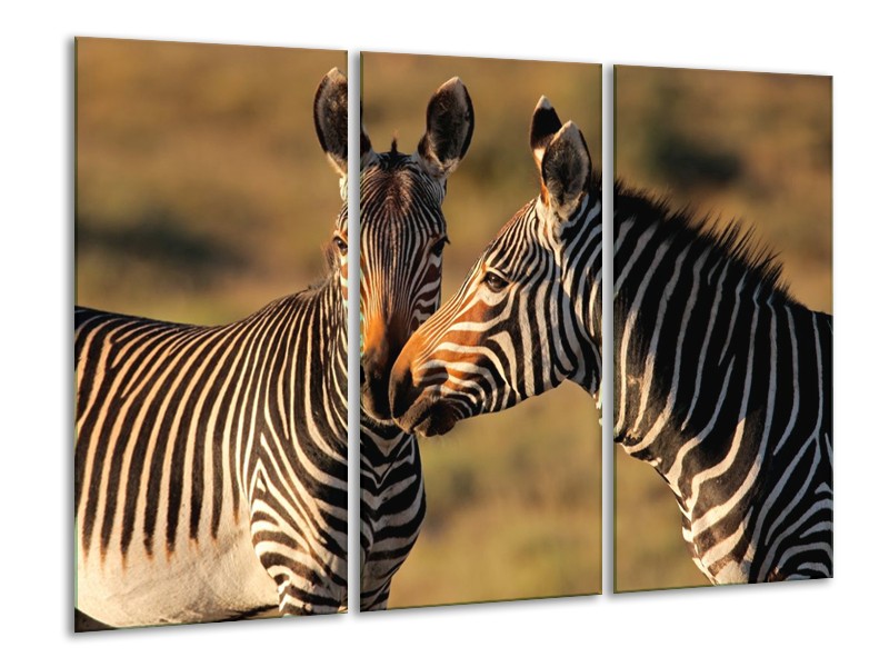 Canvas schilderij Zebra | Zwart, Wit, Bruin | 120x80cm 3Luik