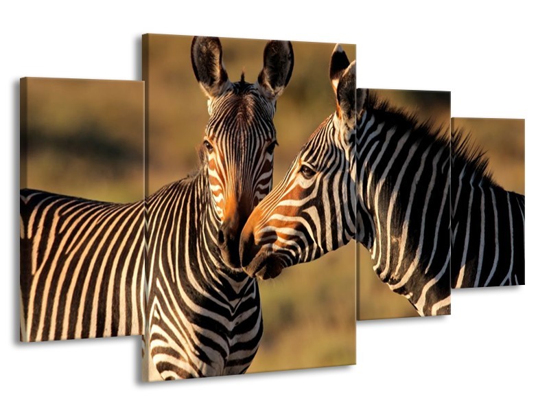 Canvas schilderij Zebra | Zwart, Wit, Bruin | 160x90cm 4Luik
