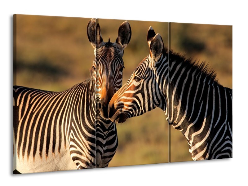 Canvas schilderij Zebra | Zwart, Wit, Bruin | 165x100cm 3Luik