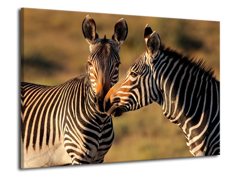 Canvas schilderij Zebra | Zwart, Wit, Bruin | 70x50cm 1Luik