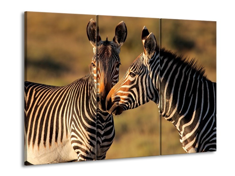 Glas schilderij Zebra | Zwart, Wit, Bruin | 90x60cm 3Luik