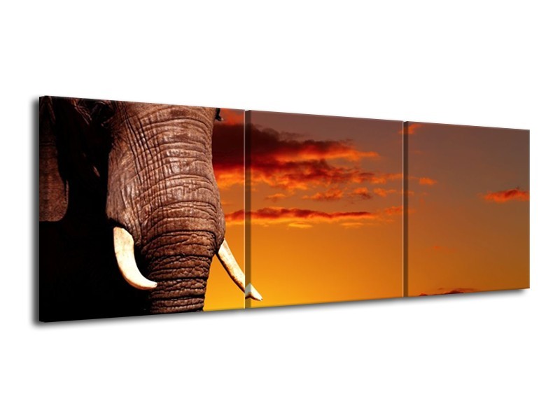 Glas schilderij Olifant | Bruin, Geel, Oranje | 120x40cm 3Luik