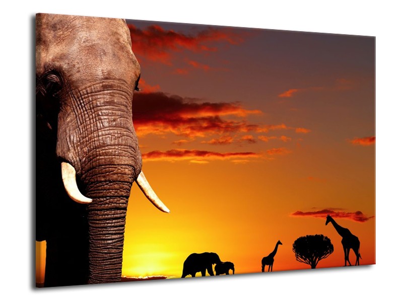 Canvas schilderij Olifant | Bruin, Geel, Oranje | 70x50cm 1Luik