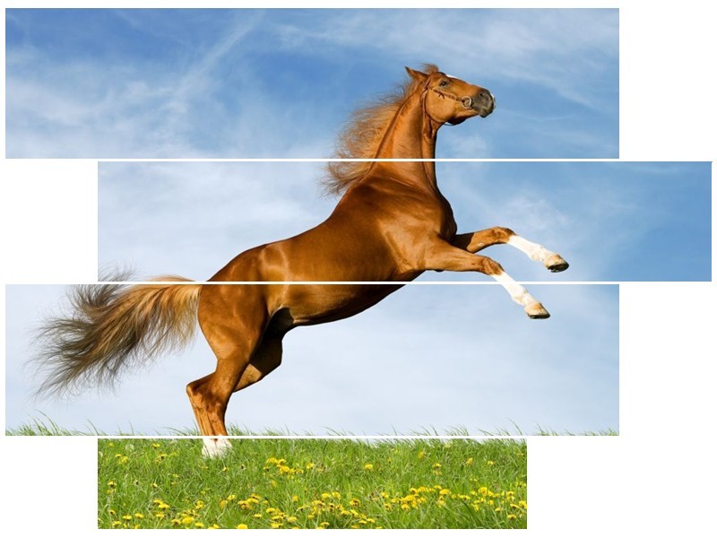 Canvas schilderij Paard | Bruin, Blauw, Wit | 115x85cm 4Luik