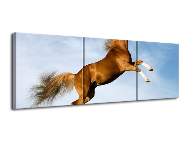 Glas schilderij Paard | Bruin, Blauw, Wit | 120x40cm 3Luik