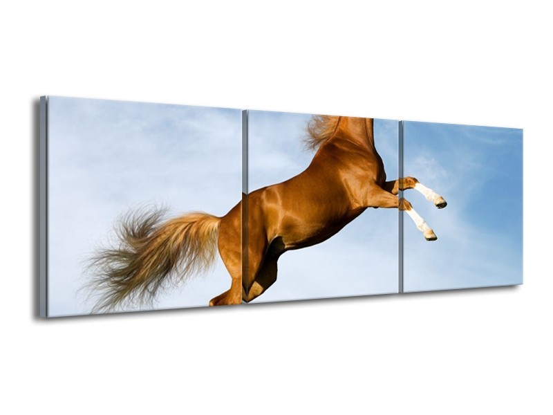 Canvas schilderij Paard | Bruin, Blauw, Wit | 150x50cm 3Luik