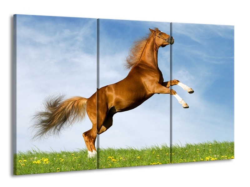 Canvas schilderij Paard | Bruin, Blauw, Wit | 165x100cm 3Luik